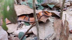 Oreocryptophis porphyraceus