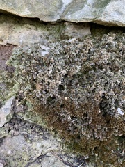 Gymnostomum aeruginosum