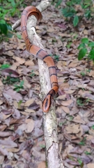 Oreocryptophis porphyraceus