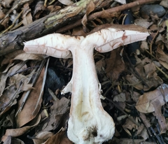 Pseudochitonia