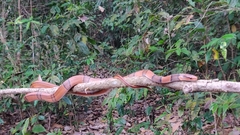 Oreocryptophis porphyraceus