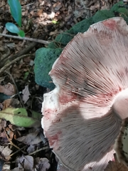 Pseudochitonia