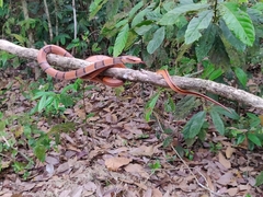 Oreocryptophis porphyraceus