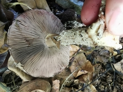 Pseudochitonia