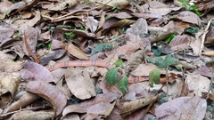 Oreocryptophis porphyraceus