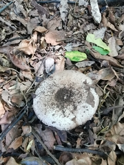 Pseudochitonia