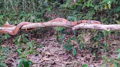 Oreocryptophis porphyraceus