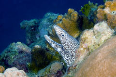Spotted Moray photo 2