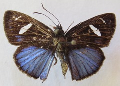 Pythonides jovianus amaryllis