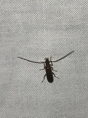 Sparedrus aspersus