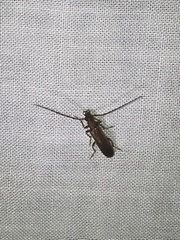 Sparedrus aspersus