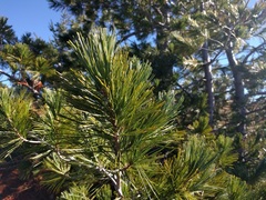 Pinus albicaulis