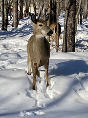 Odocoileus virginianus