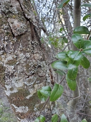 Quercus wislizeni wislizeni
