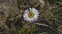 Oritrophium peruvianum