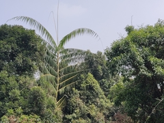Calameae
