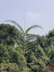 Calameae