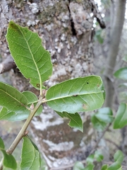 Quercus wislizeni wislizeni