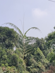 Calameae