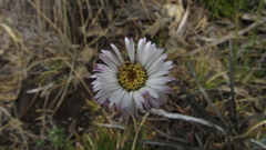 Oritrophium peruvianum