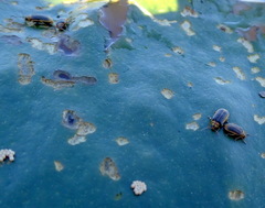 Galerucella nymphaeae