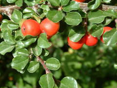 Cotoneaster nanshan