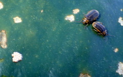 Galerucella nymphaeae