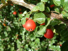 Cotoneaster nanshan