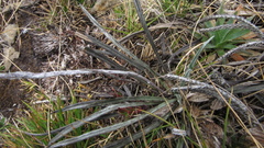 Oritrophium peruvianum