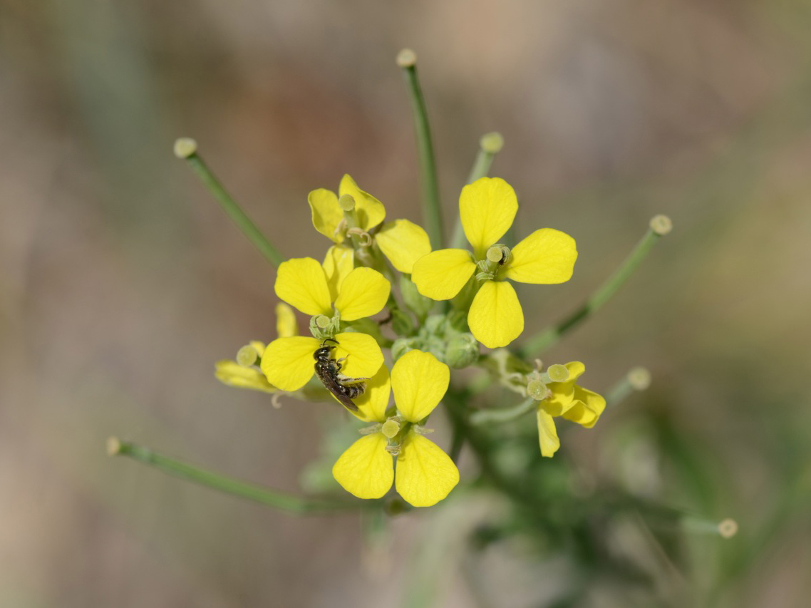 Sisymbrium orientale