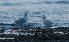 Larus glaucoides thayeri
