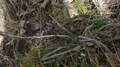 Oritrophium peruvianum