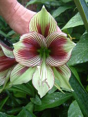 Hippeastrum papilio
