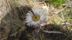 Oritrophium peruvianum
