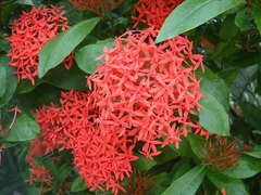 Ixora casei