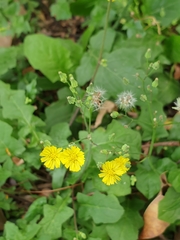 Youngia japonica