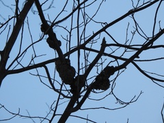 Podosphaera phytoptophila