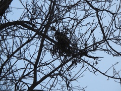 Podosphaera phytoptophila