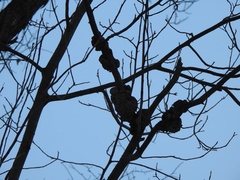 Podosphaera phytoptophila