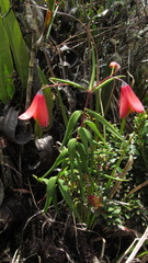 Bomarea pauciflora
