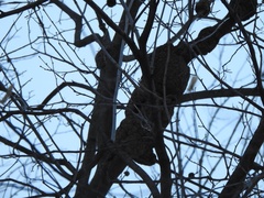 Podosphaera phytoptophila