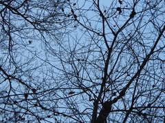 Podosphaera phytoptophila