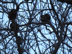 Podosphaera phytoptophila