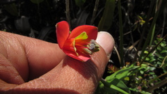 Bomarea pauciflora