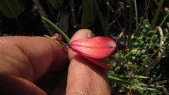 Bomarea pauciflora
