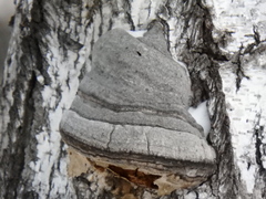 Fomes fomentarius
