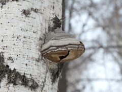 Fomes fomentarius
