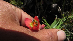 Bomarea pauciflora
