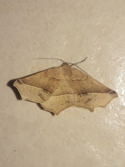 Tetracis cervinaria