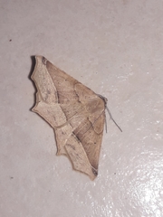Tetracis cervinaria